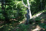 Odkryj Beskid Wyspowy 2012 - Grodzisko - trasa<br />8.07.2012 r., fot. Odkryj Beskid Wyspowy 
