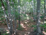 Odkryj Beskid Wyspowy 2012 - Grodzisko - trasa<br />8.07.2012 r., fot. Odkryj Beskid Wyspowy 